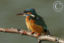 Kingfisher